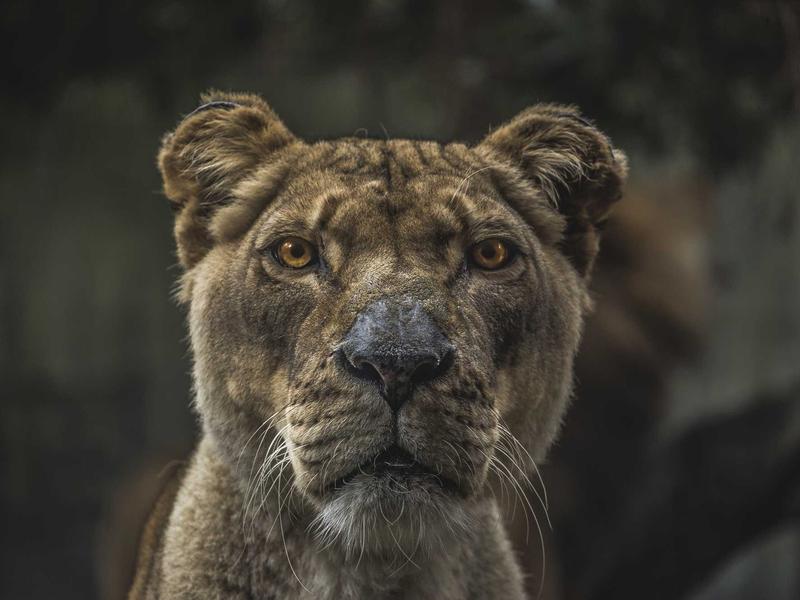 Bài viết Mockup số 7: Hướng dẫn tối ưu quy trình làm việc mới